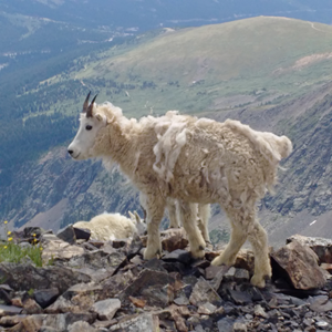 Quandary Peak (50).jpg